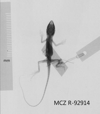 Media type: image;   Herpetology R-92914 Aspect: dorsoventral x-ray